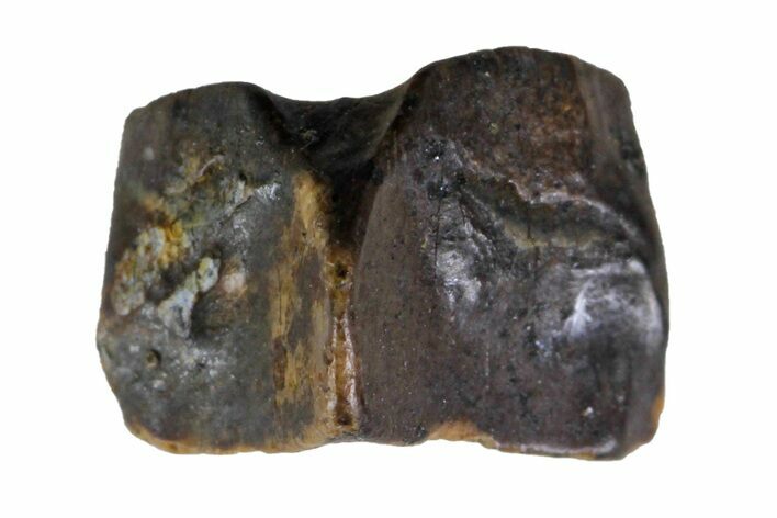Fossil Hadrosaur (Edmontosaurus) Shed Tooth- Montana #135409